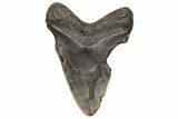 Bargain, Fossil Megalodon Tooth - North Carolina #235137-2